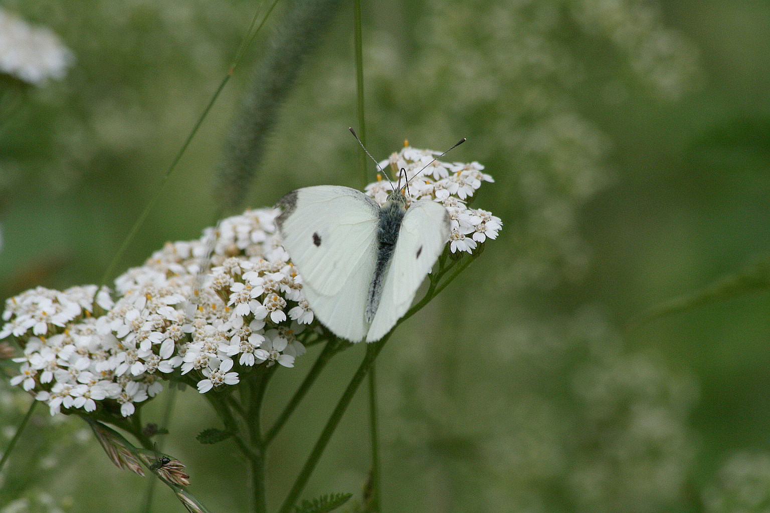 Pieris rapae? - S